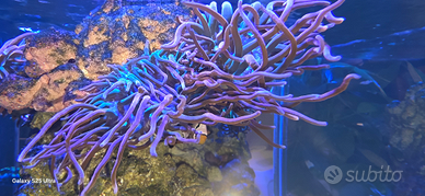 Anemoni