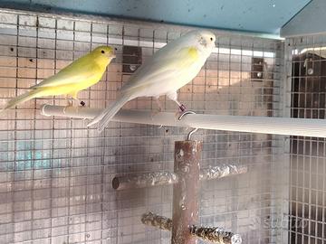 Coppia di canarini con gabbia da cova