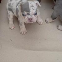 Bulldog francese