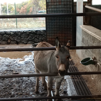 Muletta nana