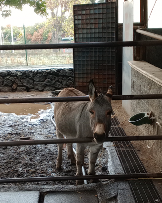 Muletta nana