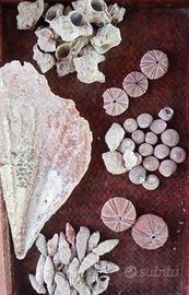 lotto di 68 conchiglie naturali speci diverse rosa