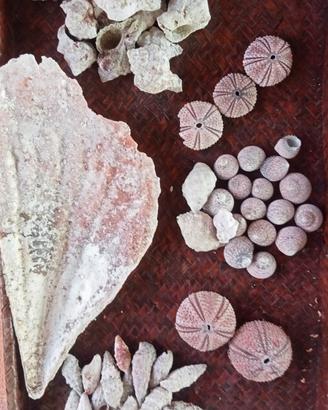 lotto di 68 conchiglie naturali speci diverse rosa