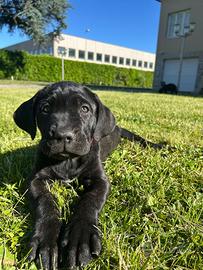 Cane corso