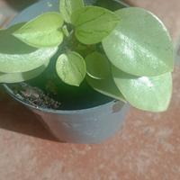 Pianta di Peperomia orba 'Pixie' o 'Pixie Lime'