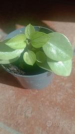 Pianta di Peperomia orba 'Pixie' o 'Pixie Lime'