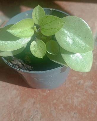 Pianta di Peperomia orba 'Pixie' o 'Pixie Lime'