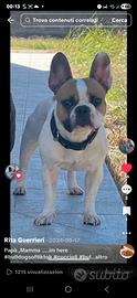 Splendidi cuccioli di bulldog francese