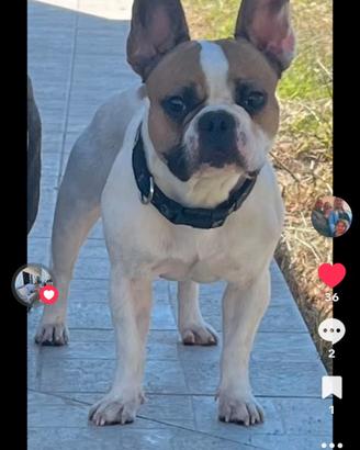 Splendidi cuccioli di bulldog francese