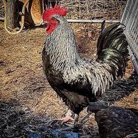 Galli, galline e pulcini Marans Argentate