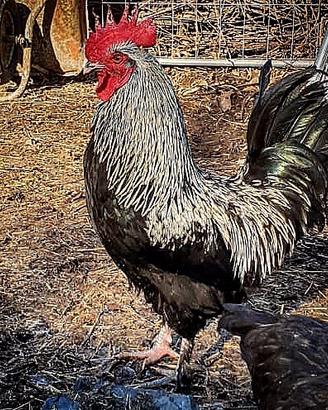 Galli, galline e pulcini Marans Argentate