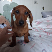 Cuccioli di bassotto maschi