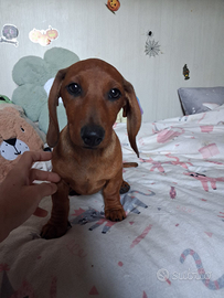 Cuccioli di bassotto maschi