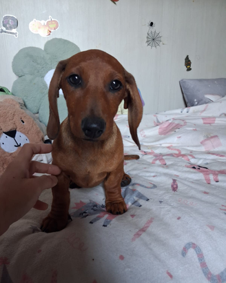 Cuccioli di bassotto maschi