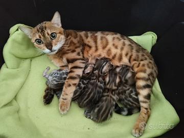 Razza purissima Bengala Cucciolo
