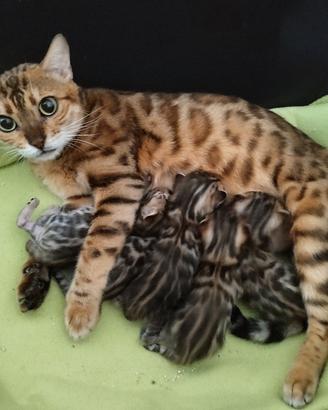 Razza purissima Bengala Cucciolo