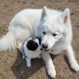 Cuccioli due mesi Disponibili