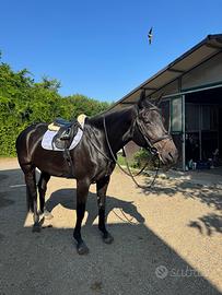 Passeggiate/fattrice