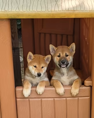 Shiba inu maschi e femmine