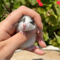 Cuccioli di ratti dumbo