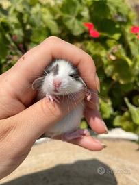 Cuccioli di ratti dumbo