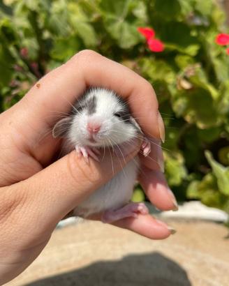 Cuccioli di ratti dumbo