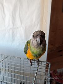 Pappagallo del Senegal