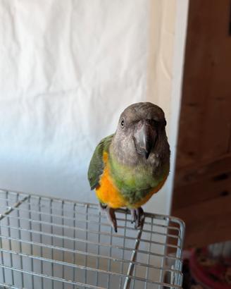 Pappagallo del Senegal