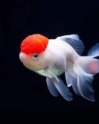Goldfish