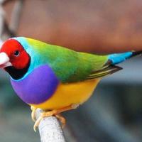diamanti di Gould
