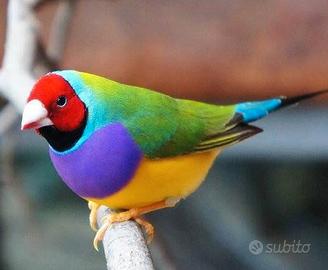 diamanti di Gould