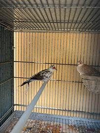 Tortore diamantine bianche e pezzate