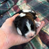 Cuccioli border collie