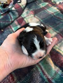Cuccioli border collie