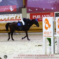 Cavallo Maremmano