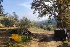 Uliveto con casetta 12 mila metri quadri