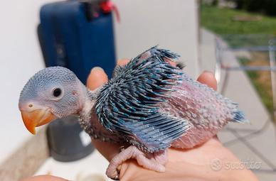 Pappagalli allevati a mano