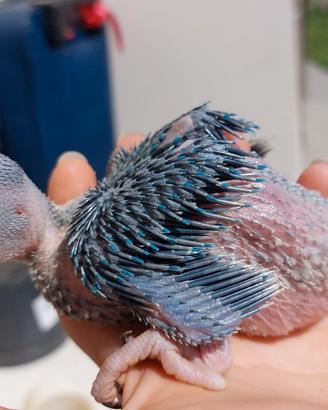 Pappagalli allevati a mano