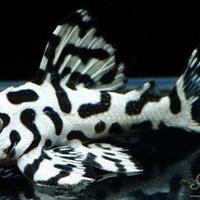 Hypancistrus l236sw