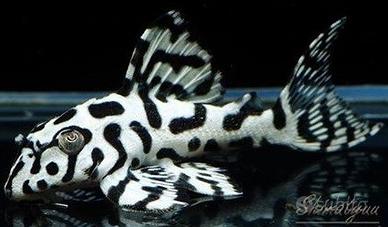 Hypancistrus l236sw