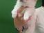 Immagine 4