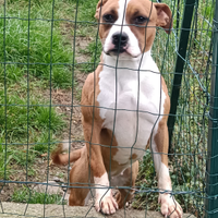 Adozione gratuita Amstaff femmina adulta