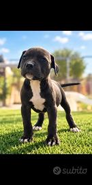 Pitbull ukc