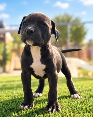 Pitbull ukc