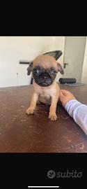 cucciolo maschio di carlino chug