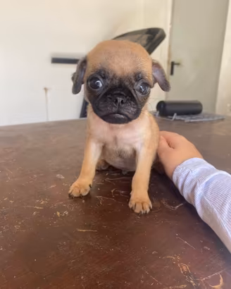 cucciolo maschio di carlino chug