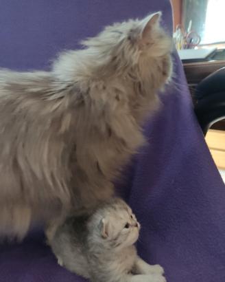 Persiana chinchilla cucciola