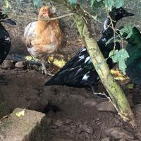 Galline- galli cemani-Marans-araucana