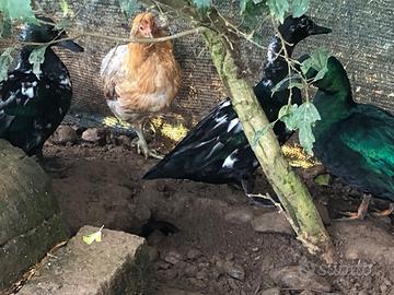 Galline- galli cemani-Marans-araucana