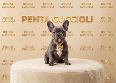 BULLDOG FRANCESE CUCCIOLI BLU- BOULEDOGUE pag rate